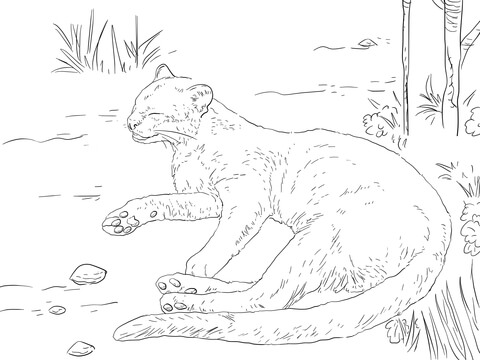 Jaguarundi Resting On A Ground Coloring Page